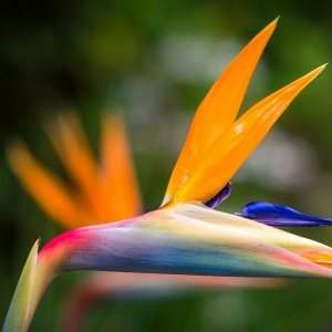 Pôle loisirs : Atelier Floral - la fleur tropicale