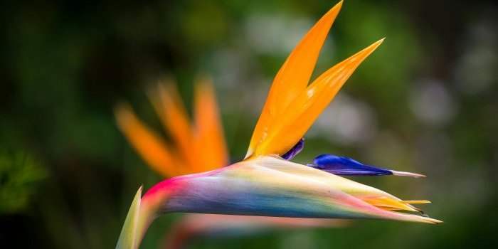 Pôle loisirs : Atelier Floral - la fleur tropicale