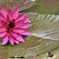 Sortie Photo aux jardins botaniques