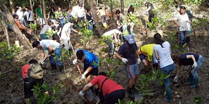 Activité "Plant a tree" avec NParks