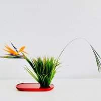 Atelier floral, les fleurs tropicales
