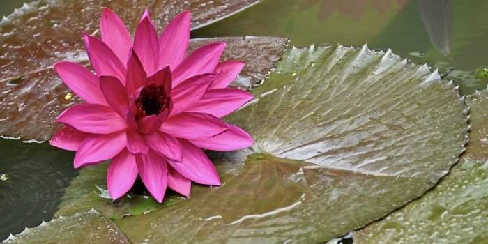 Sortie Photo aux jardins botaniques